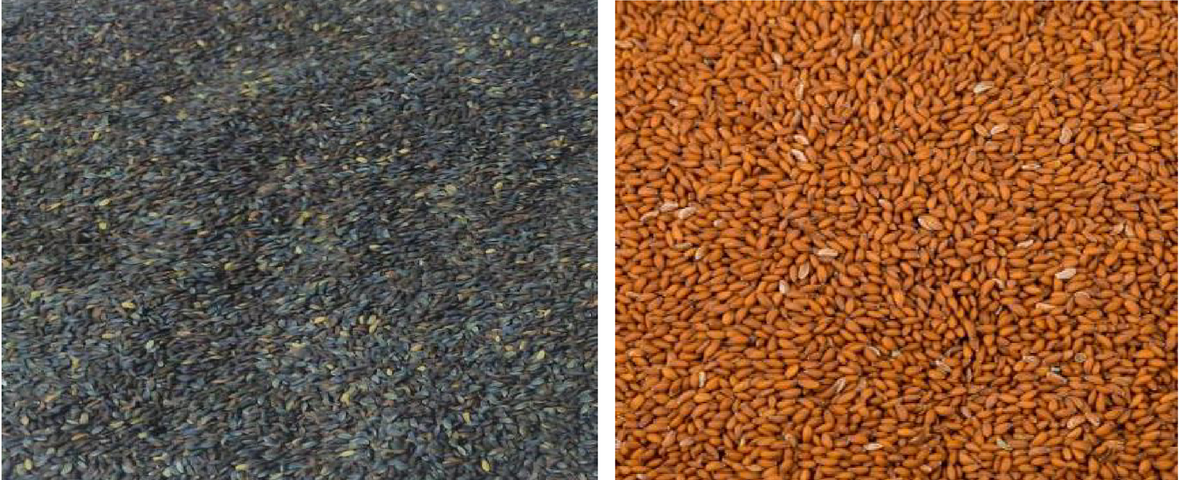 Tetra Seeds